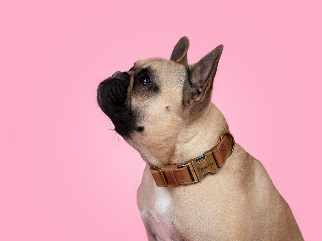 Leather Dog Collar with AirTag Case - St George Leather Shop