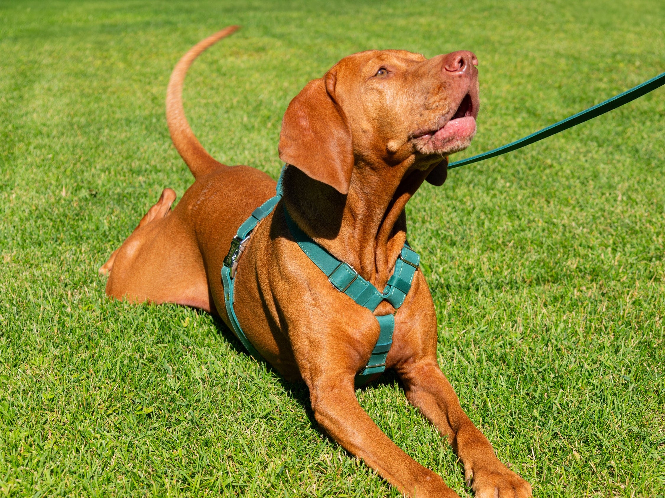 custom dog gear Personalized Leather No-Pull Dog Harness
