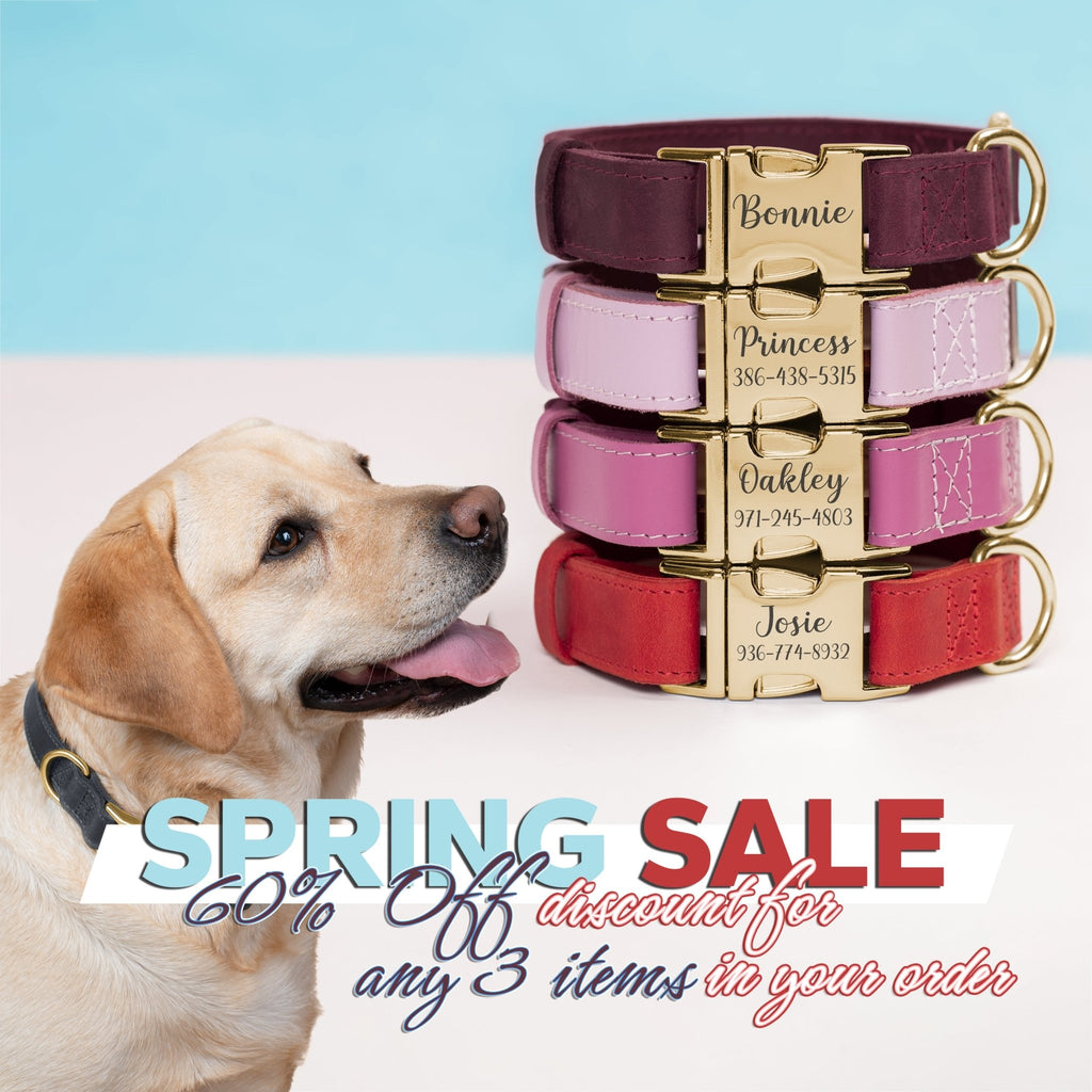 Leather Dog Collar with Gold Buckle - St George Leather Shop